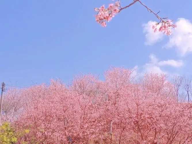 4月22日-5月3日太原市开通免费赏樱公交专线