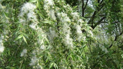 春季花粉飘散柳絮飞舞 专家支招应对过敏问题 