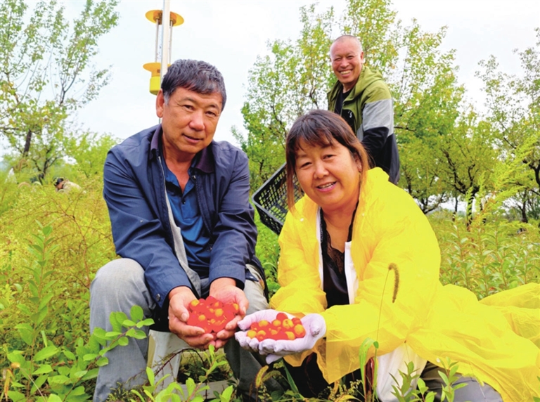 荒山披新装 钙果满枝头 万柏林区80亩荒坡变身生态果园 